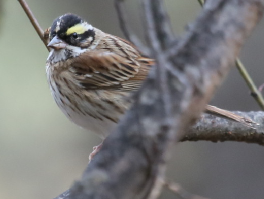 凯发k8鸟类家族再添丁