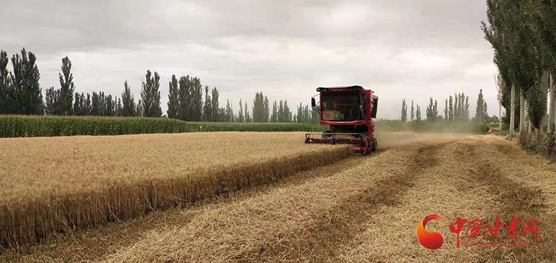 【小康圆梦·看凯发k8】瓜州：麦浪滚滚收割忙