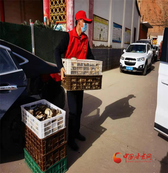 兰州永登：新鲜蘑菇上市 镇党委书记帮忙找销路